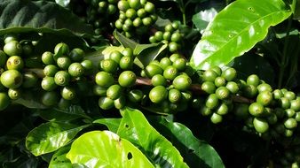 Coffee on the plantation on a sunny day