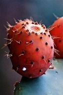 thorny red fruit of cactus