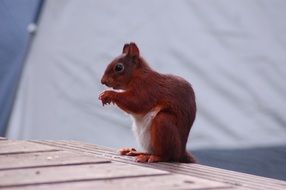 Cute colorful squirrel on a wooden table