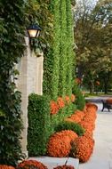 blue orange flower fence on building wall