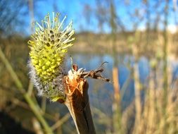 flowering plant against the background of a spring pond