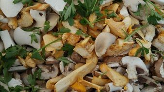 autumn mushrooms in forest close-up