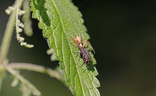 insect on a leaf of a plant