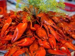 a bunch of lobsters in one plate