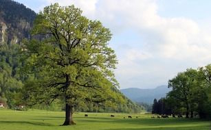 Green meadow with the trees