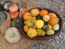 Colorful pumpkins in a wooden bowl