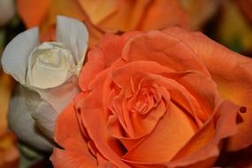 white and orange roses in macro photo