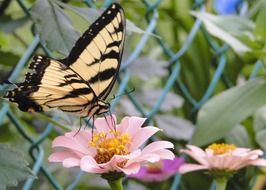 Swallowtail butterfly on a flower