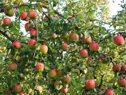 malus domestica- trees of the genus of the family pink apple