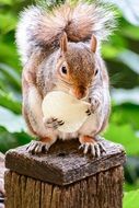 squirrel eating potato chips