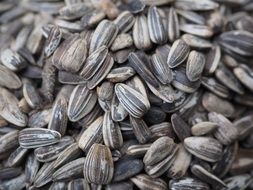 organic sunflower seeds