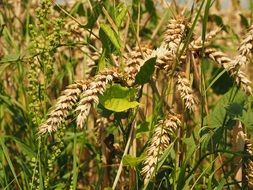 wheat spikes on a meadow