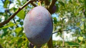 plum purple fruit