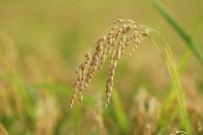 Golden spike in the field