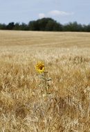 single sunflower in barley field