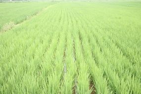 boundless green rice field