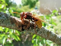 hornet insects