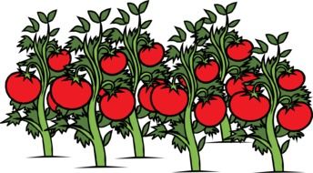 drawing of growing tomatoes