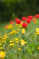 red tulips among wildflowers