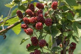 red raspberries on a bush in the garden