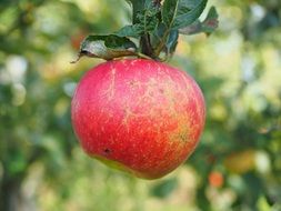 red delicious garden apple