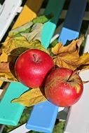 red ripe apples in autumn