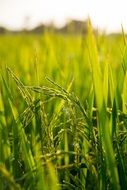 grass in the sun