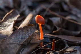 mushroom fungus australia