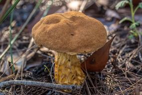 dainty mushroom