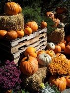 Orange pumpkins on a farm