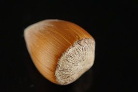 isolated hazelnut