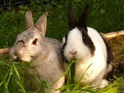 summer rabbit