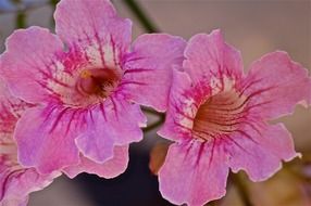 pretty pink flowers