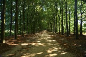 perennial green trees along the forest road