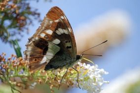 brown butterfly on a flower buddleia