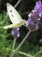 white butterfly on violet lavender flower