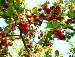 apple tree in the garden