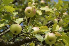 Colorful apples on a apple tree branches