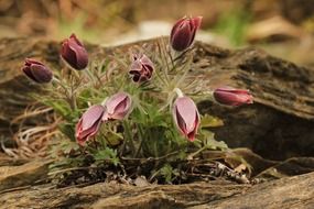 pasqueflower plant
