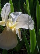 blue iris among the grass close-up