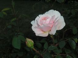 beautiful pale rose