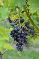 ripening blue grapevine