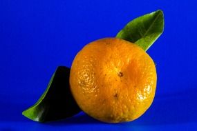 fresh mandarin on a blue background