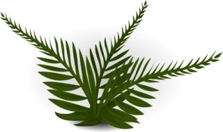 clipart of green fern leaves on a white background