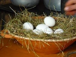 fresh chicken eggs