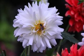 Dahlia flower and bee in a garden