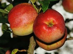 ripening red apples on the tree