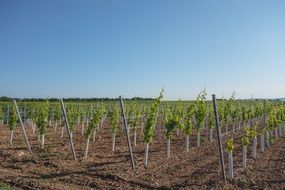 grapes on a vineyard