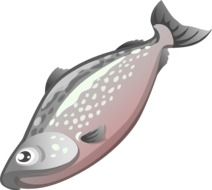 grey fish, illustration