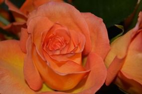 macro romantic pink yellow rose